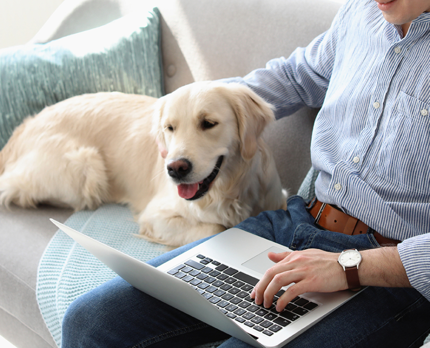 dog at computer